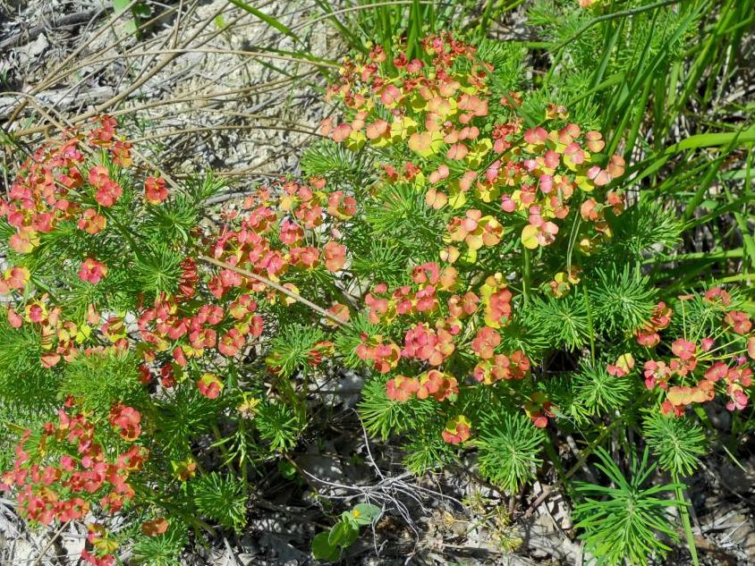 Euphorbia cyparissias